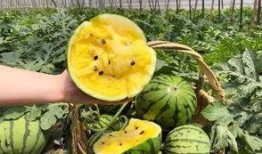 24年新瓜最新爆料,揭秘明星幕后真相