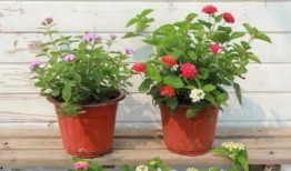 爱罗最新爆料新闻视频播放,揭秘视频背后的惊人真相！